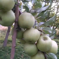 فروش سیب سفید لبنانی درجه یک|خوردنی و آشامیدنی|قیدار, |دیوار