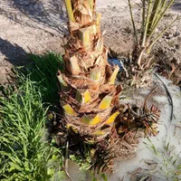 قطع وخریداری نخل و مرکبات|خدمات باغبانی و درختکاری|جهرم, |دیوار