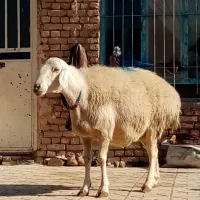 میش 90 کیلو فروشی|حیوانات مزرعه|سلیمان, |دیوار