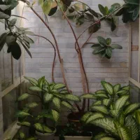 گل دیفین باخی بسیار زیبا بارشد خوب وعالی