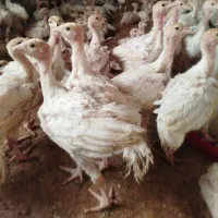 جوجه بوقلمون بیوتی 6