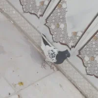 سینه سیاه و کله دم‌سیاه صفت هردو نر|پرنده|اهواز, فتح|دیوار