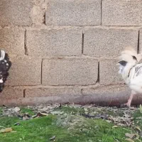 جوجه گلین|حیوانات مزرعه|زرگرشهر, |دیوار