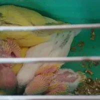 مرغ عشق هلندی  مولد با پنج جوجه سفید وزرد