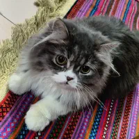 حیوون خونگی گربه