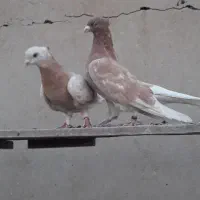 کفتر|پرنده|تهران, دولاب|دیوار