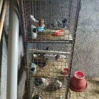 قفس آهنی سه طبقه