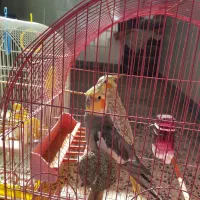 جفت عروس هلندی مست ودستی