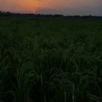 اجاره-5-هکتار-زمین-برای-شالیزار
