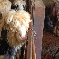 بره چاق کشتاری درجه ۱