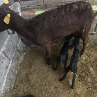 بز مورسیا اصل