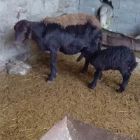 گوسفند با بره میش افشاری بره ماده یک ماه خوراک خور|حیوانات مزرعه|گالیکش, |دیوار