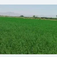 یونجه پرس ذرت علوفه مستقیم از مزرعه  خوزستان|لوازم جانبی حیوانات|قم, بنیاد|دیوار