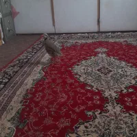 بلدرچین‌‌کوهی