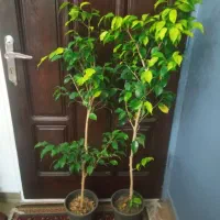 کاکتوس صخره ای  بنجامین هدیه روز مادر