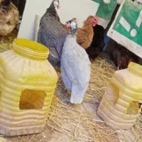 همه نوع مرغ و خروس گلین لری عشایری جوجه و تخم مرغ