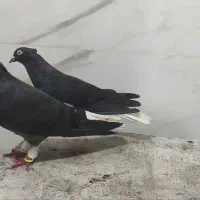 کبوتر دم سفید