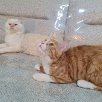 واگذاری گربه