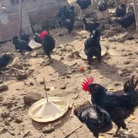 جوجه مرندی نژاد تخمگذار|حیوانات مزرعه|ساری, |دیوار