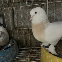 دو جفت گوگ ترکی و کاغذی