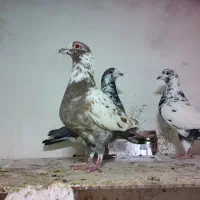 سوسکی سرخ نر|پرنده|بجنورد, |دیوار