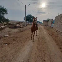 اسب|اسب و تجهیزات اسب‌سواری|حمیدیه, |دیوار