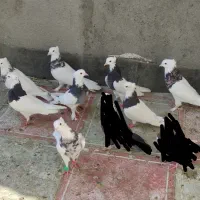 کبوتر طوقی کله سینه کلاغ