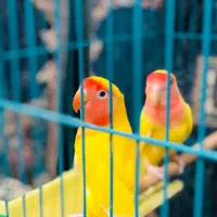 طوطی برزیلی