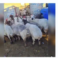 کیف چرم ،بر ه با وزن بیستو پنج تا چهل کیلو