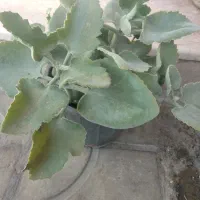 تعویض گل|گل و گیاه طبیعی|شیراز, مسلم|دیوار