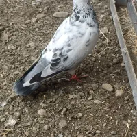 کبوتر نر ماده