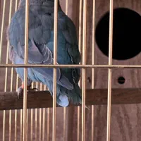 یک جفت راهب آبی اوپلاین مولد|پرنده|تهران, سازمان برنامه جنوبی|دیوار