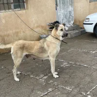 سگ سرابی ماده|سگ|مهاباد (آذربایجان غربی), |دیوار