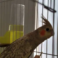 طوطی عروس گمشده|حیوانات|اقبالیه, |دیوار