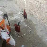 ۲تا خروس سالم وسرحال