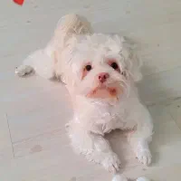 واگذاری سگ شیتزو