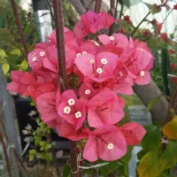 کاغذی بنسای کاج نانا