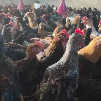 جوجه دورگه گلپایگانی و محلی