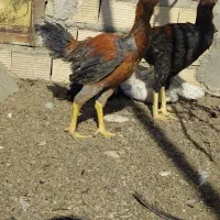 خروس لاری|حیوانات مزرعه|مهریز, |دیوار