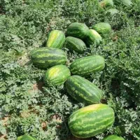 تناژ۲برابری می‌خوای تماس بگیر