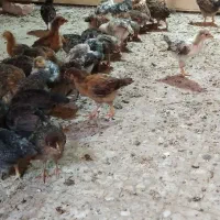 جوجه مرغ گلپایگانی