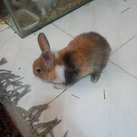 خرگوش سالم وقشنگ|موش و خرگوش|اصفهان, عطار نیشابوری|دیوار