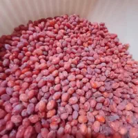 زرشک دونه شده بادست بدون دم و برگ قیمت هرکیلو۲۰۰|خوردنی و آشامیدنی|مشهد, ترمینال|دیوار