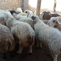 استخدام چوپان