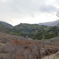 راننده شخصی