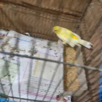 قناری ماده|پرنده|کرمان, |دیوار