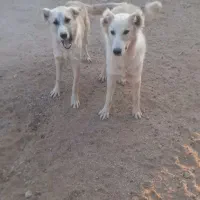 فروش ۲ تا توله ۸ماهه