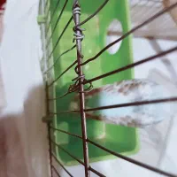 یک جفت مرغ عشق و۳تخم بارندگی خواس|پرنده|شیراز, نصر|دیوار