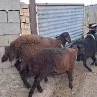 بره ماده و نر هترو