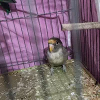 کوتوله نرو ماده